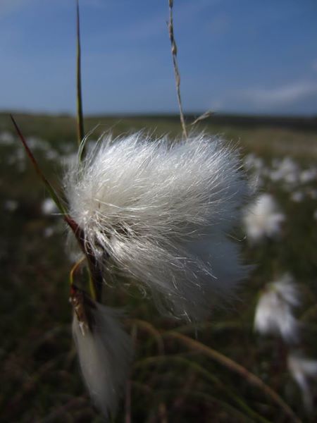 Cottongrass Eriophorum angustifolium Kione bane