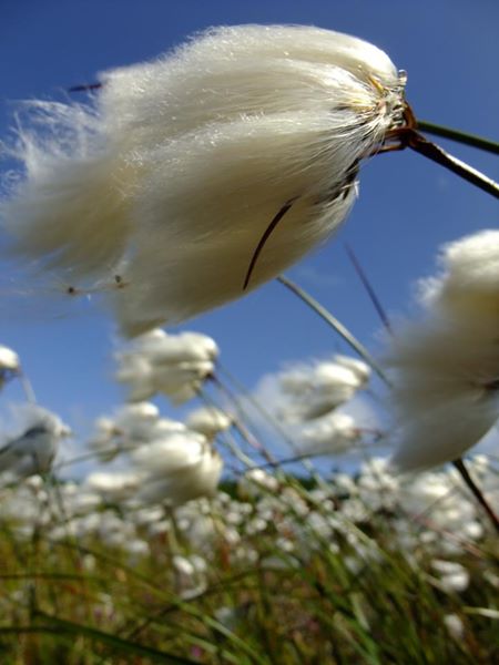 Cottongrass Eriophorum angustifolium Kione bane