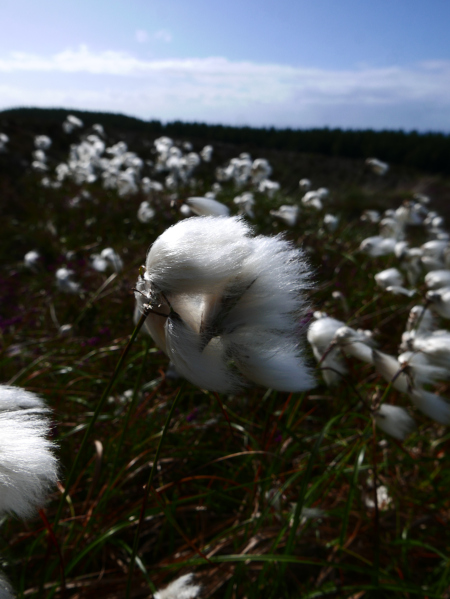 Cottongrass Eriophorum angustifolium Kione bane