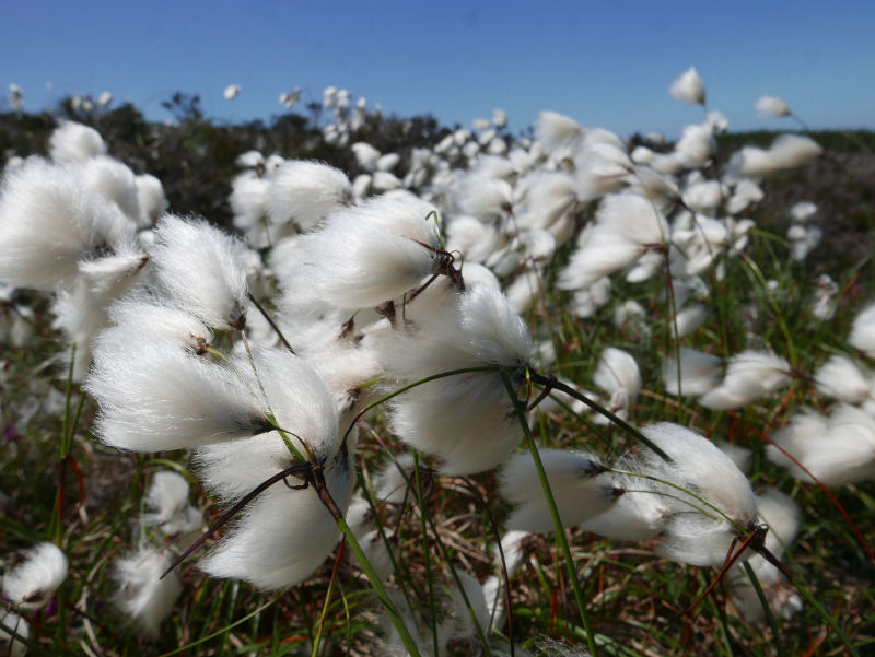 Cottongrass Eriophorum angustifolium Kione bane