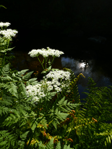 Cow Parsley Anthriscus sylvestris Costag feie