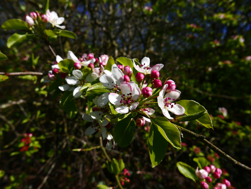 Crab Apple Malus sylvestris Billey ooyl feie