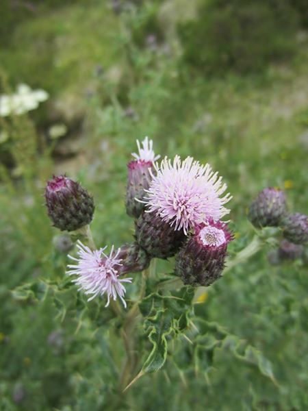 Creeping Thistle Cirsium arvense onnane vagheragh