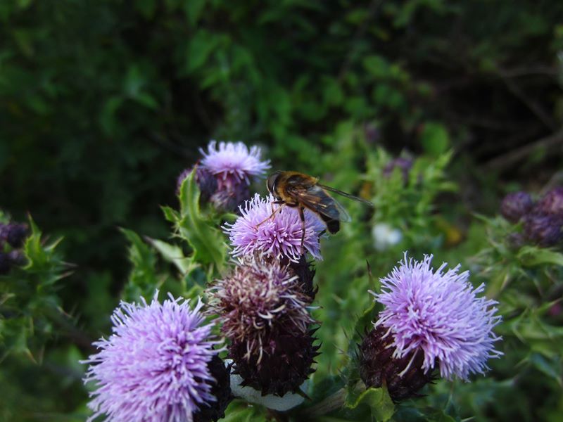 Creeping Thistle Cirsium arvense onnane vagheragh