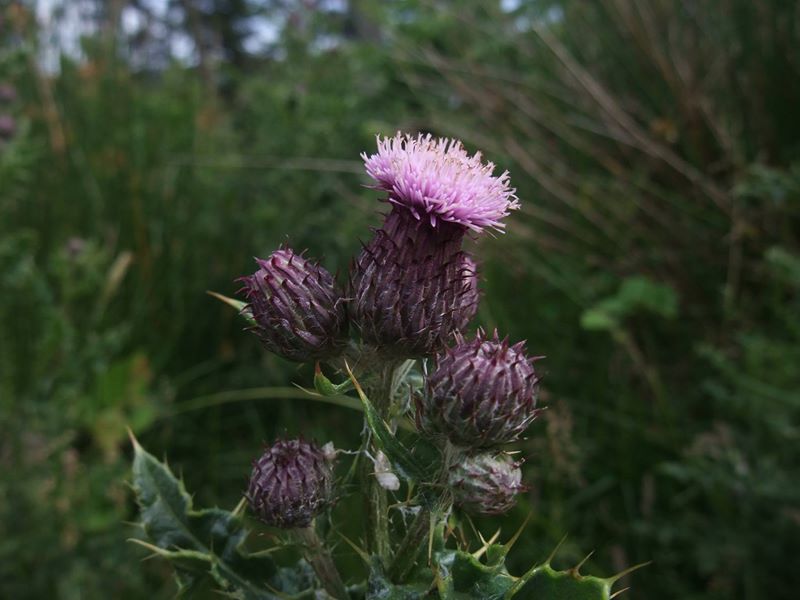 Creeping Thistle Cirsium arvense onnane vagheragh