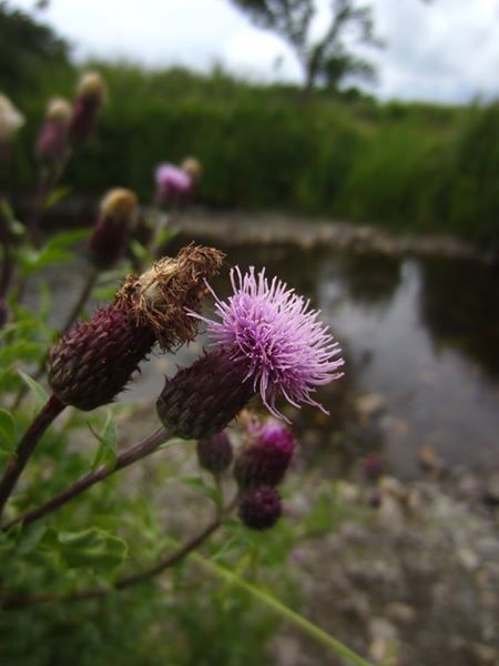 Creeping Thistle Cirsium arvense onnane vagheragh