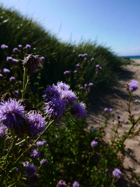 Creeping Thistle Cirsium arvense onnane vagheragh