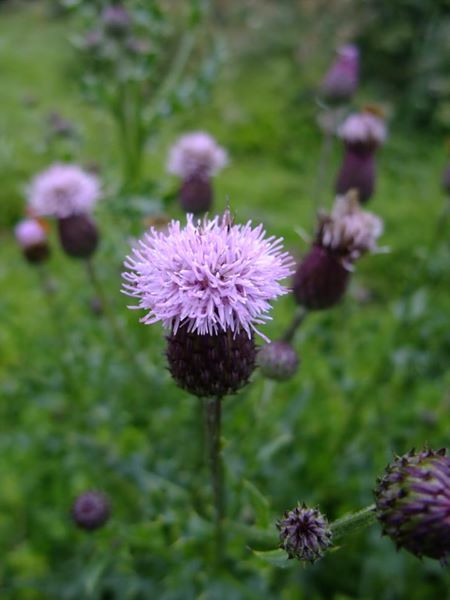 Creeping Thistle Cirsium arvense onnane vagheragh