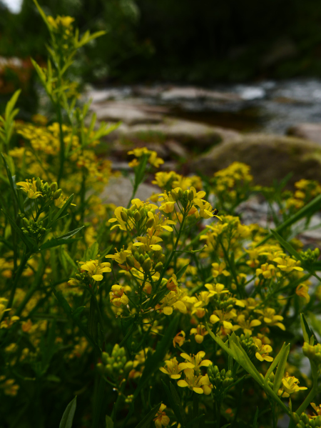 Creeping Yellow-Cress Rorippa sylvestris Burley-bwee roie