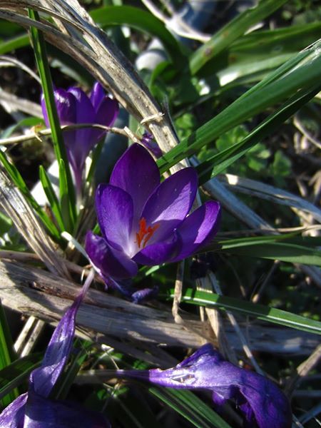 Crocus Crocus crocys