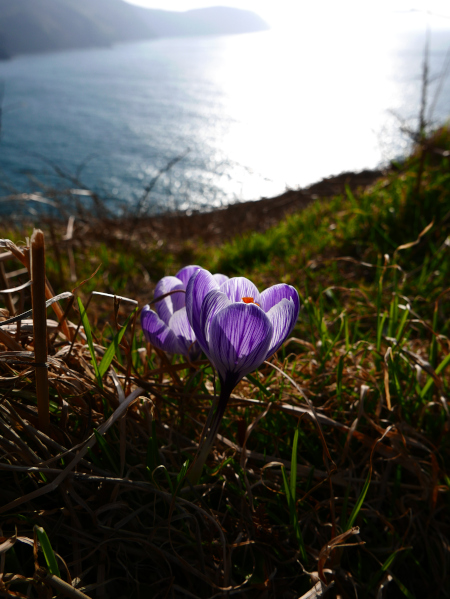 Crocus Crocus crocys