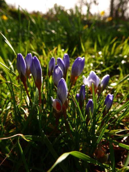 Crocus Crocus crocys