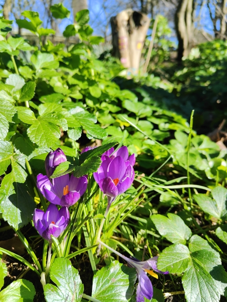 Crocus Crocus crocys