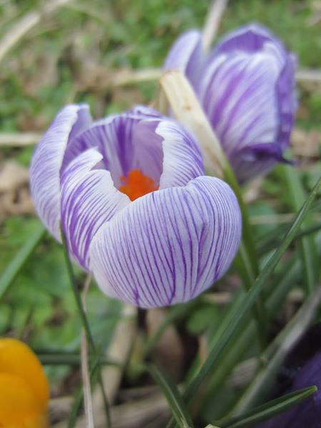 Crocus Crocus crocys