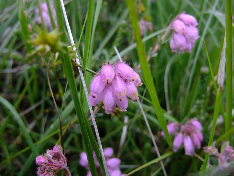 Cross-leaved Heath Erica tetralix freoagh Frangagh