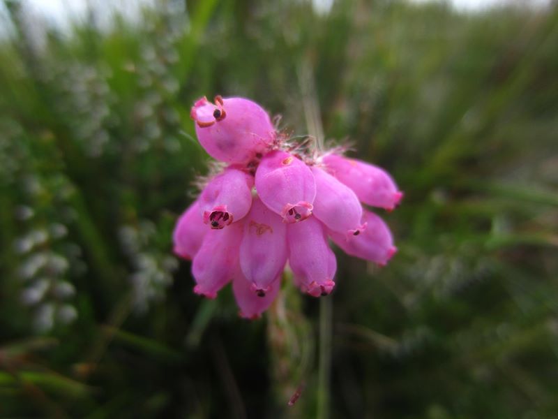 Cross-leaved Heath Erica tetralix freoagh Frangagh