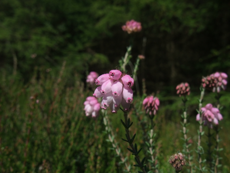 Cross-leaved Heath Erica tetralix freoagh Frangagh