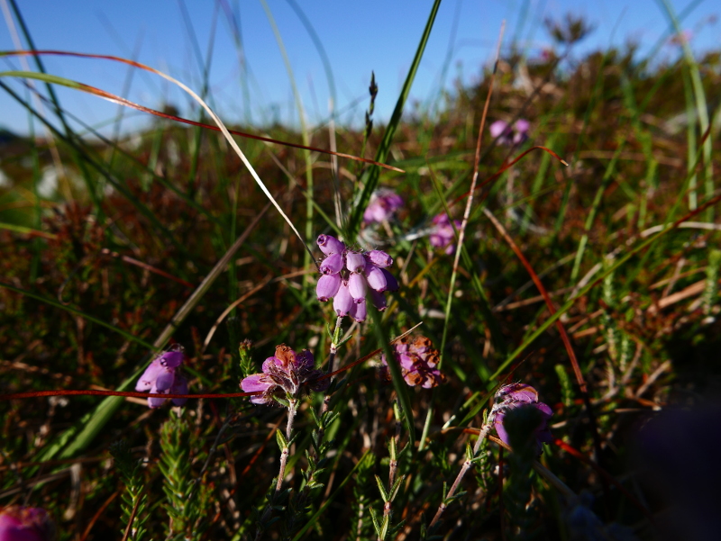 Cross-leaved Heath Erica tetralix freoagh Frangagh