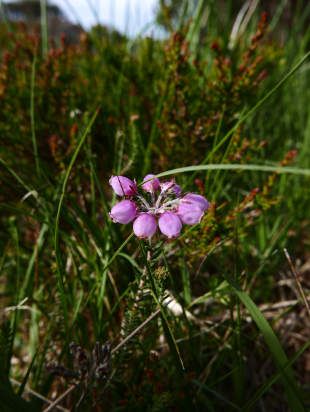 Cross-leaved Heath Erica tetralix freoagh Frangagh