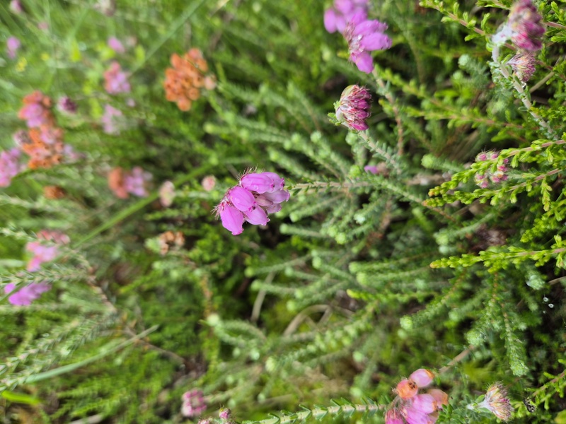 Cross-leaved Heath Erica tetralix freoagh Frangagh