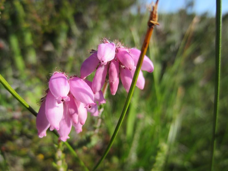 Cross-leaved Heath Erica tetralix freoagh Frangagh