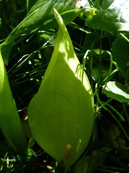 Cuckoo-Pint Arum maculatum cleaysh-voddee veg