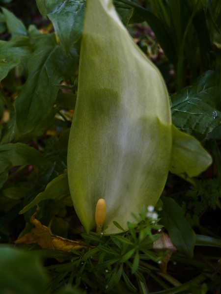 Cuckoo-Pint Arum maculatum cleaysh-voddee veg