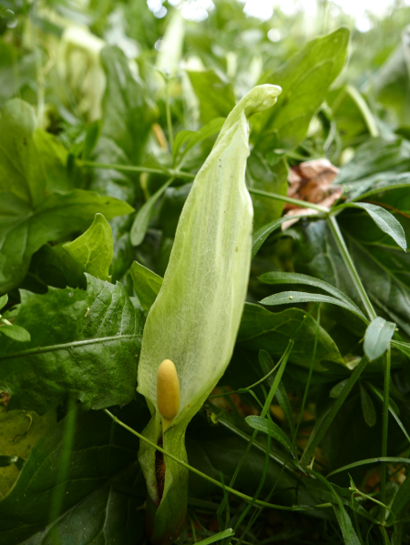 Cuckoo-Pint Arum maculatum cleaysh-voddee veg