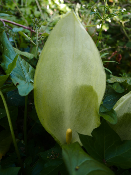 Cuckoo-Pint Arum maculatum cleaysh-voddee veg