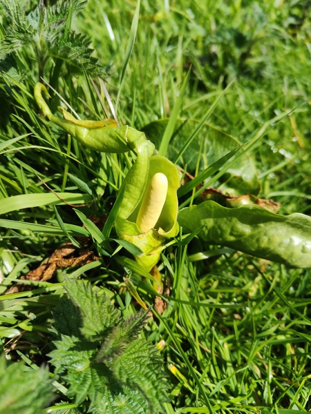 Cuckoo-Pint Arum maculatum cleaysh-voddee veg