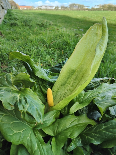 Cuckoo-Pint Arum maculatum cleaysh-voddee veg