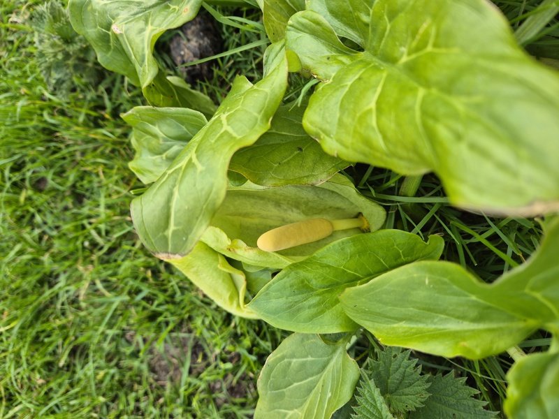 Cuckoo-Pint Arum maculatum cleaysh-voddee veg