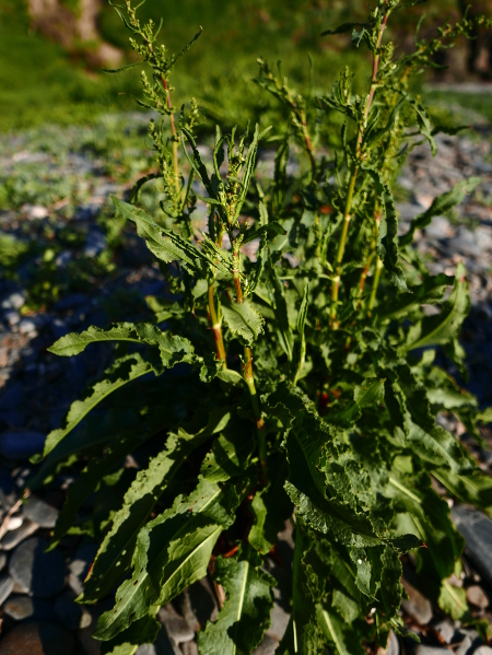 Curled Dock Rumex crispus Cabbag chast