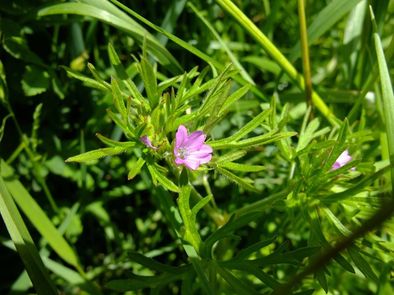 Cut-leaved Cranesbill Geranium dissectum Cass-calmane ghiarrit