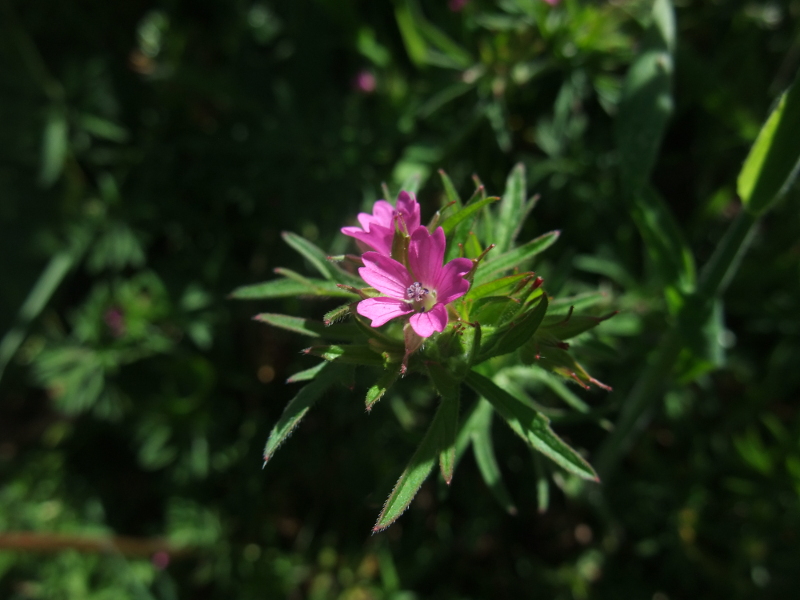 Cut-leaved Cranesbill Geranium dissectum Cass-calmane ghiarrit