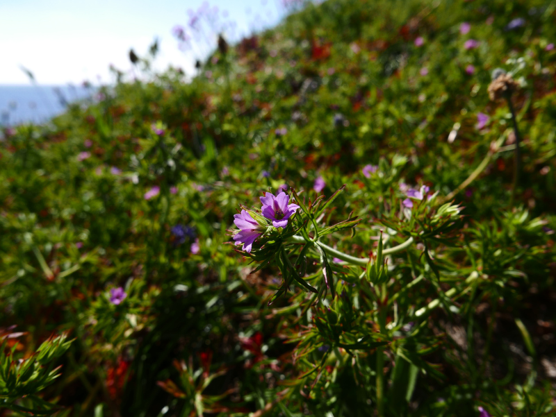 Cut-leaved Cranesbill Geranium dissectum Cass-calmane ghiarrit