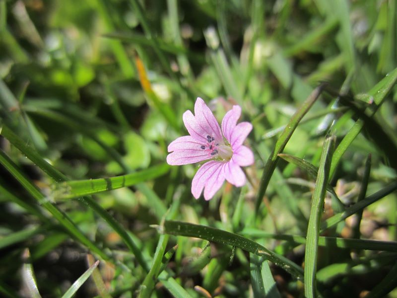 Cut-leaved Cranesbill Geranium dissectum Cass-calmane ghiarrit