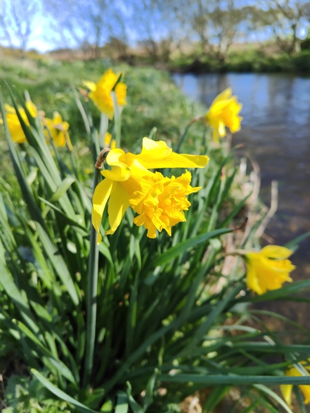 Daffodil (Van Sion) Narcissus pseudonarcissus lus y ghuiy Vanninagh