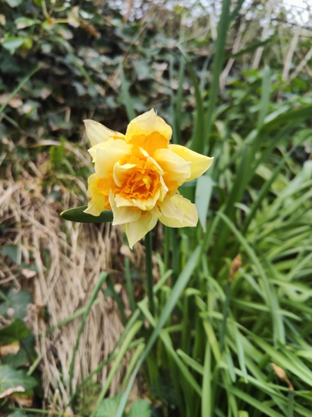 Daffodil (Van Sion) Narcissus pseudonarcissus lus y ghuiy Vanninagh