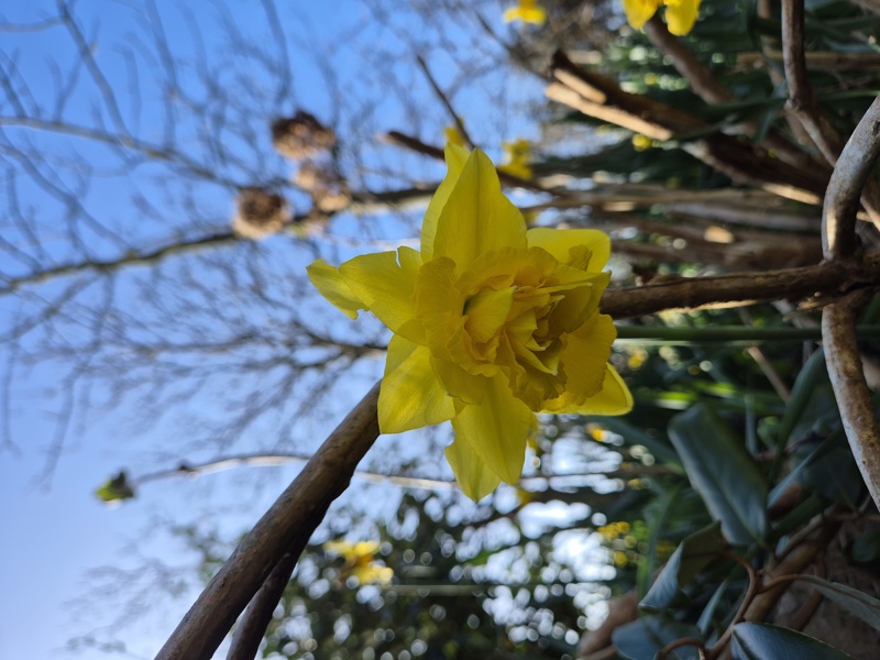 Daffodil (Van Sion) Narcissus pseudonarcissus lus y ghuiy Vanninagh