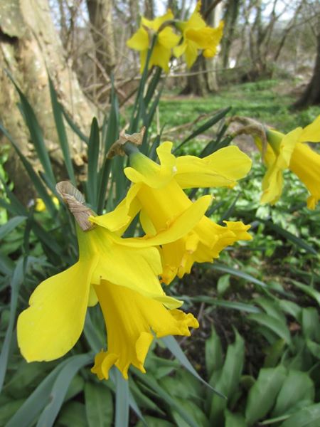 Daffodil Narcissus pseudonarcissus lus y ghuiy feie