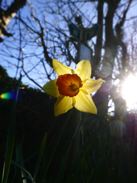 Daffodil Narcissus pseudonarcissus lus y ghuiy feie