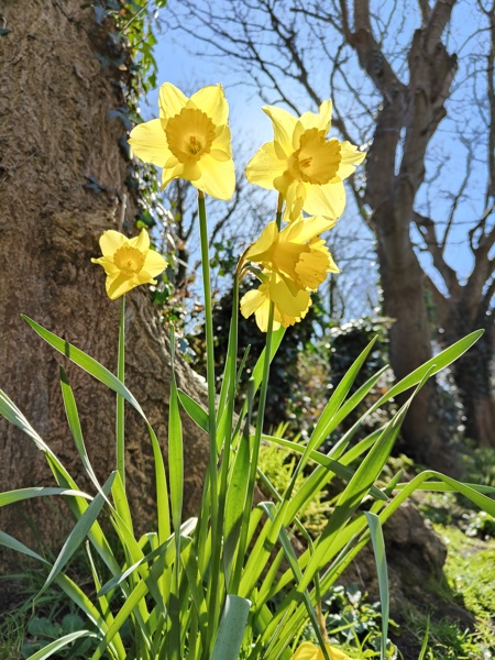 Daffodil Narcissus pseudonarcissus lus y ghuiy feie