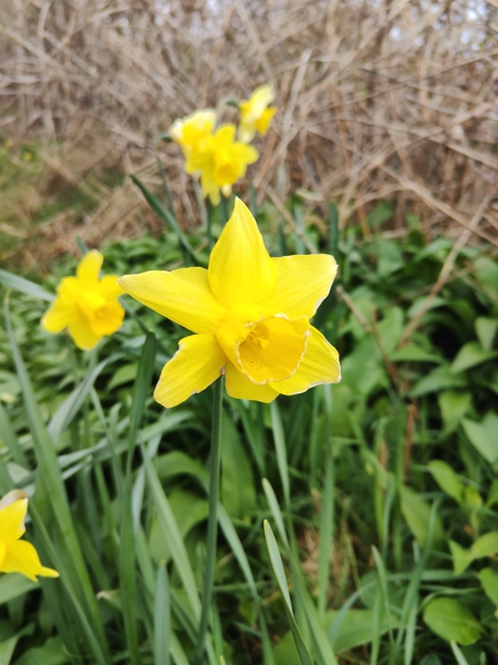 Daffodil Narcissus pseudonarcissus lus y ghuiy feie