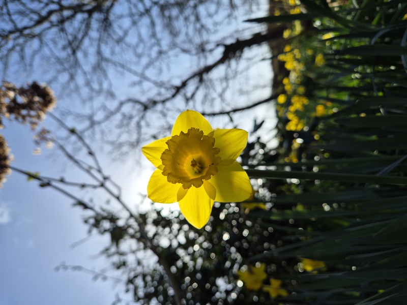 Daffodil Narcissus pseudonarcissus lus y ghuiy feie
