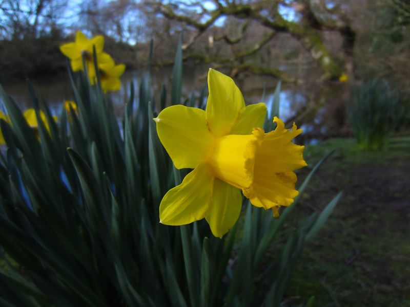 Daffodil Narcissus pseudonarcissus lus y ghuiy feie