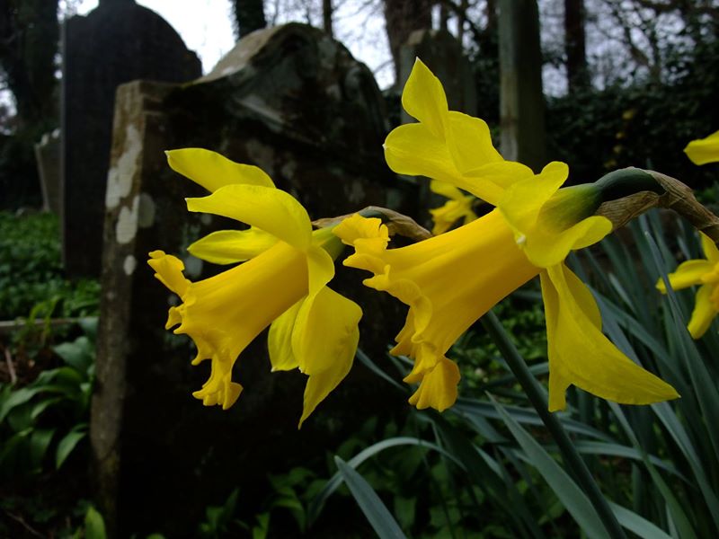 Daffodil Narcissus pseudonarcissus lus y ghuiy feie