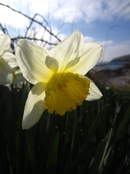 Daffodil Narcissus pseudonarcissus lus y ghuiy feie