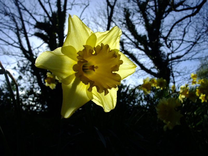 Daffodil Narcissus pseudonarcissus lus y ghuiy feie