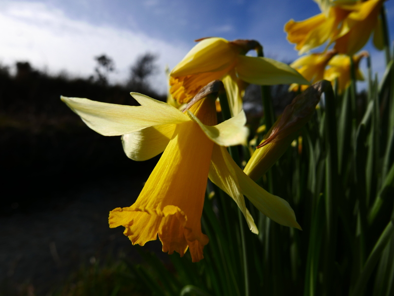 Daffodil Narcissus pseudonarcissus lus y ghuiy feie